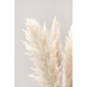 Pampas Grass Grey 03, (85 x 128 cm)