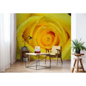 GLIX Fototapeta - Rose Flower Yellow Vliesová tapeta - 368x254 cm