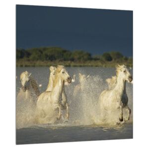Obraz bielych koní (30x30 cm)