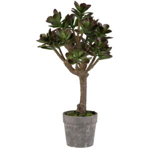 Dekoratívny tučnolist Plante Kalanchoe
