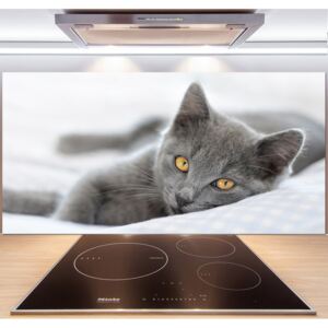 Sklenený panel do kuchynskej linky Sivá mačka pl-pksh-140x70-f-43951156