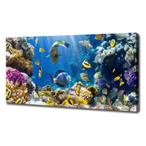 Foto obraz na plátne Koralový útes pl-oc-120x60-f-36026012