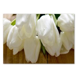 Obrázok fotografia sklo akryl Biele tulipány pl-oa-100x70-f-104686883