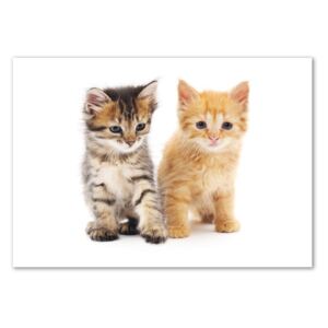 Foto obraz akryl Hnedá a červená mačka pl-oa-100x70-f-101681955