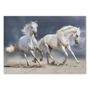 Foto obraz z akrylového skla Biele kone pláž pl-oa-100x70-f-106869148