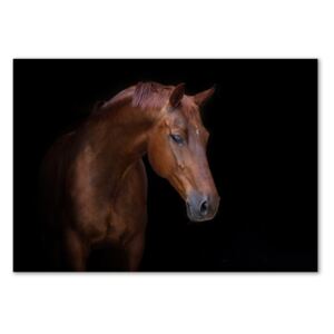 Foto obraz z akrylového skla Hnedý kôň pl-oa-100x70-f-114030424