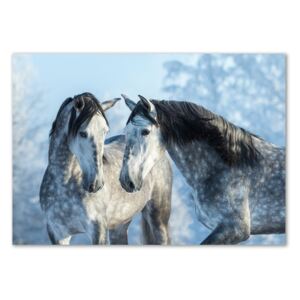 Foto obraz z akrylového skla Zima sivý kôň pl-oa-100x70-f-116887257
