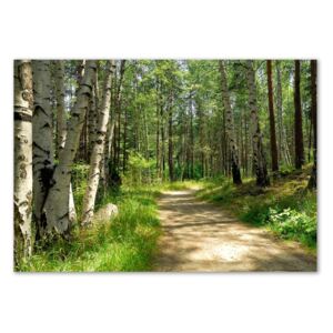 Foto obraz z akrylového skla Chodník v lese pl-oa-100x70-f-4509873
