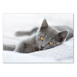 Foto obraz akryl na stenu Sivá mačka pl-oa-100x70-f-43951156