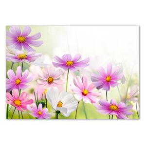 Obrázok fotografia sklo akryl Kvety na lúke pl-oa-100x70-f-49015861