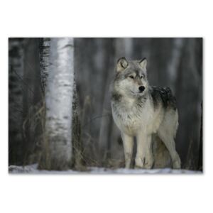 Foto obraz akryl na stenu Sivý vlk pl-oa-100x70-f-57875164