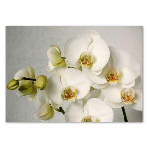 Obrázok fotografia sklo akryl Biela orchidea pl-oa-100x70-f-67521473