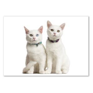Obrázok fotografia na stenu akryl Biele mačky pl-oa-100x70-f-97350767