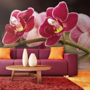 Bimago Fototapeta - Beautiful orchid flowers on the water 200x154 cm