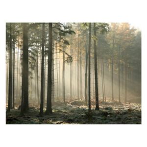 Veľkoformátová tapeta Artgeist Foggy November Morning, 200 x 154 cm