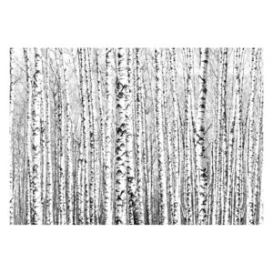Veľkoformátová tapeta Artgeist Birch Forest, 400 x 280 cm