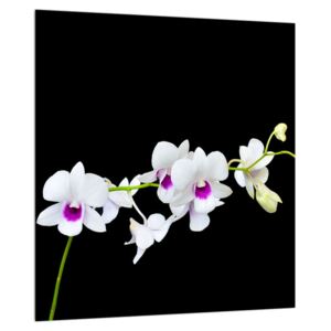 Obraz orchidee (30x30 cm)