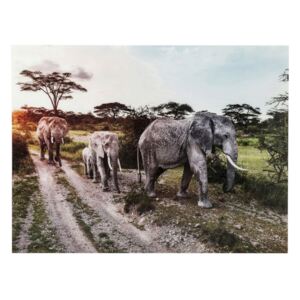 KARE DESIGN Obraz na skle Elefant Family 160×120 cm