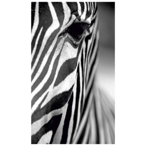 Obraz Black&White Zebra, 41 x 70 cm
