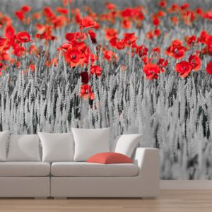 Fototapeta - Red poppies on black and white background 200x154 cm