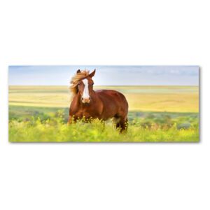 Moderný akrylový fotoobraz Hnedý kôň pl-oa-125x50-f-111439137