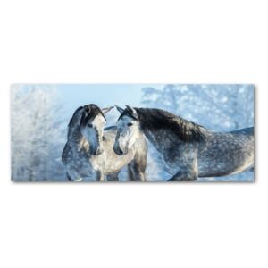Foto obraz akrylové sklo Zima sivý kôň pl-oa-125x50-f-116887257