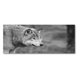 Moderný obraz fotografie na akrylu Sivý vlk pl-oa-125x50-f-125421387