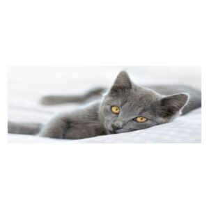 Foto obraz akrylové sklo Sivá mačka pl-oa-125x50-f-43951156