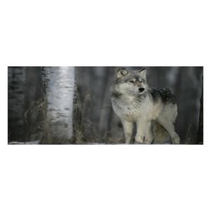 Moderný obraz fotografie na akrylu Sivý vlk pl-oa-125x50-f-57875164