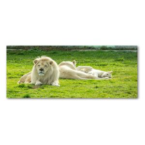 Foto obraz akryl do obývačky Béžové levy pl-oa-125x50-f-93716692
