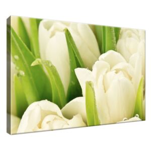 Obraz na plátne Jemné tulipány 30x20cm 1254A_1T