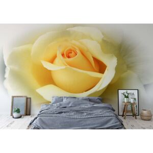 Fototapeta GLIX - Yellow Rose + lepidlo ZADARMO Vliesová tapeta - 208x146 cm