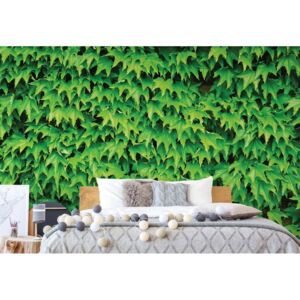 GLIX Fototapeta - Green Leaf Wall Vliesová tapeta - 312x219 cm