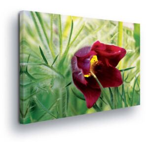 Obraz na plátne - Red Flower II 60x40 cm
