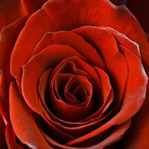 Falc Obraz na plátne - Scarlet rose, 30x30 cm