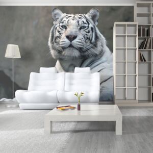 Fototapeta Bimago - Bengali tiger in zoo + lepidlo zadarmo 200x154 cm