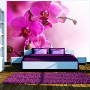 Fototapeta Bimago - Pink orchid + lepidlo zadarmo 250x193 cm