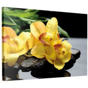 CARO Obraz na plátne - Yellow Orchids 40x30 cm