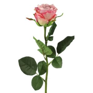 Rosa ružová