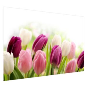 Samolepiaca fólia Farebné jemné tulipány 200x135cm OK2125A_1AL