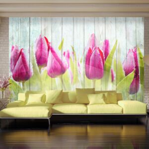 Fototapeta - Tulips on white wood 400x280 cm