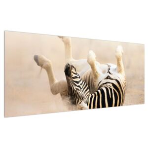 Obraz ležiacej zebry (120x50 cm)