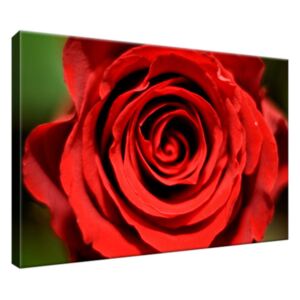 Obraz na plátne Pekná kvitnúca ruža 30x20cm 81A_1T