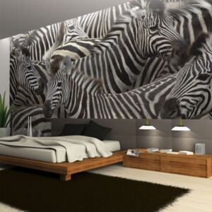Fototapeta - Herd of zebras 200x154 cm
