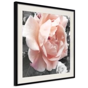 Bimago Zarámovaný obraz - Delicate Rose Čierny rám s paspartou 20x20 cm