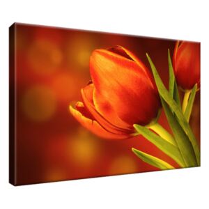 Obraz na plátne Tajomné červené tulipány 30x20cm 1256A_1T