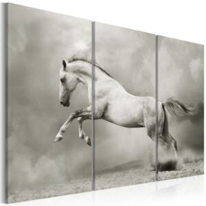 Obraz na plátne - Bílý kůň v pohybu 60x40 cm