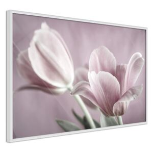 Bimago Zarámovaný obraz - Pastel Tulips I Biely rám 60x40 cm