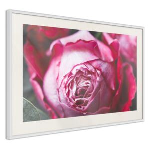 Bimago Zarámovaný obraz - Blooming Rose Biely rám s paspartou 60x40 cm