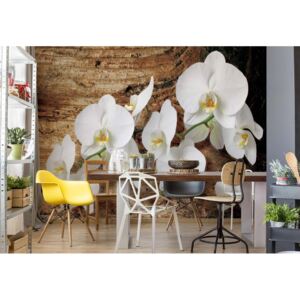 Fototapeta - Flowers White Orchids Wood Background Vliesová tapeta - 206x275 cm